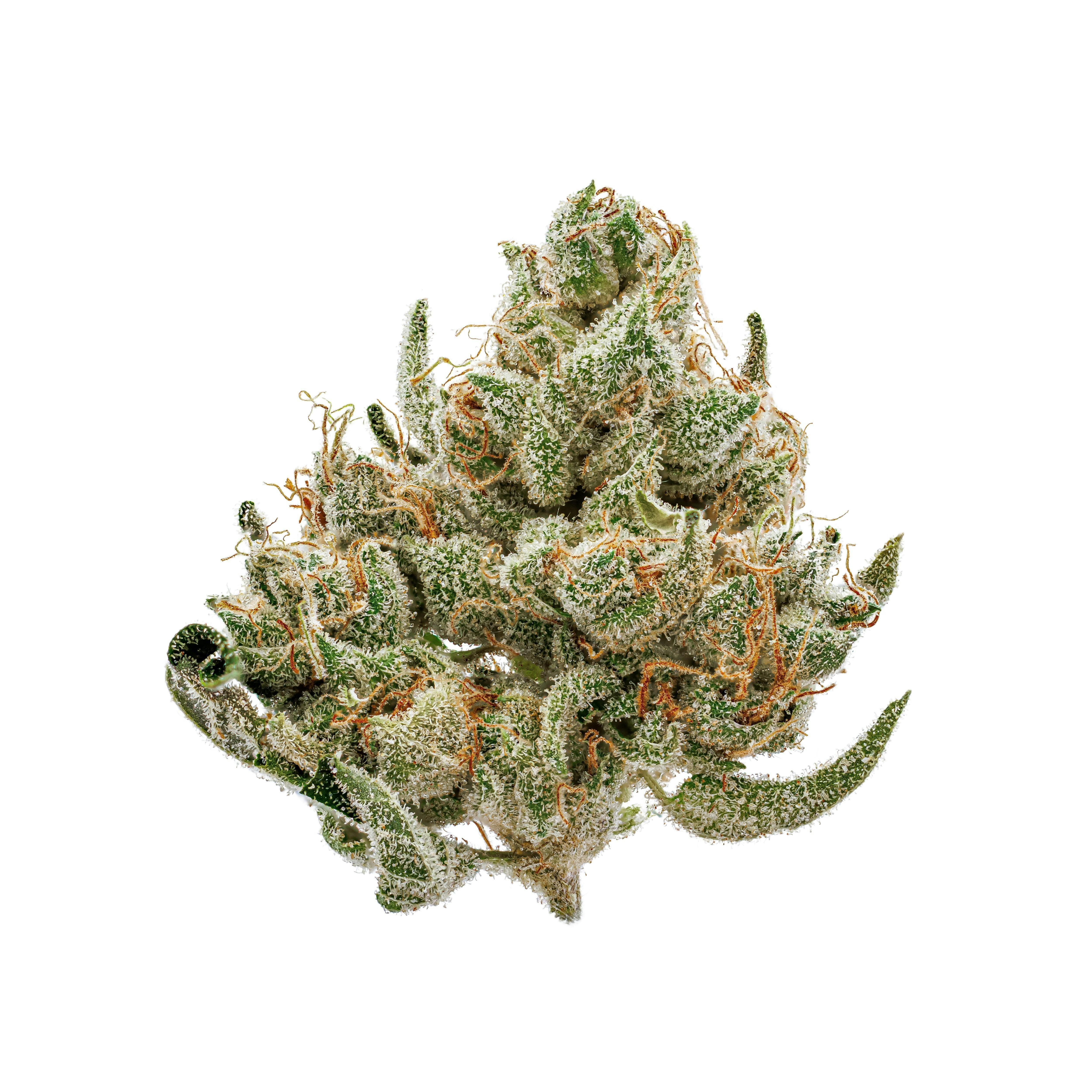 NSG - Hash Burger / (NH)