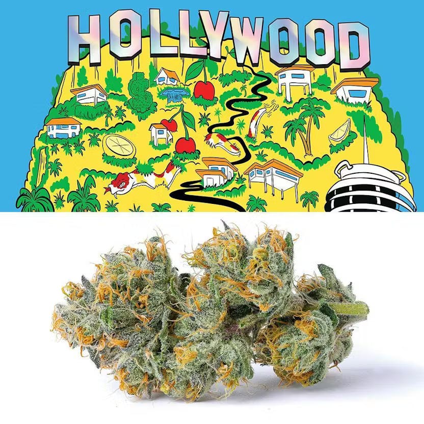 Hollywood - 7g