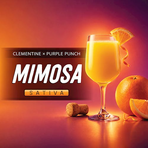 HF - Mimosa - (S)
