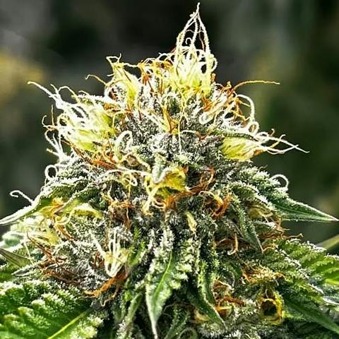 Master Kush