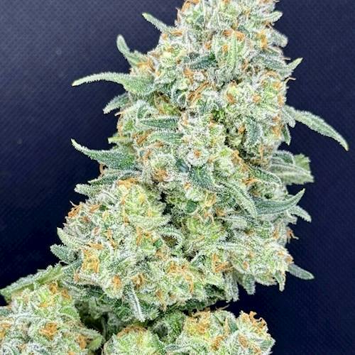 Green Crack