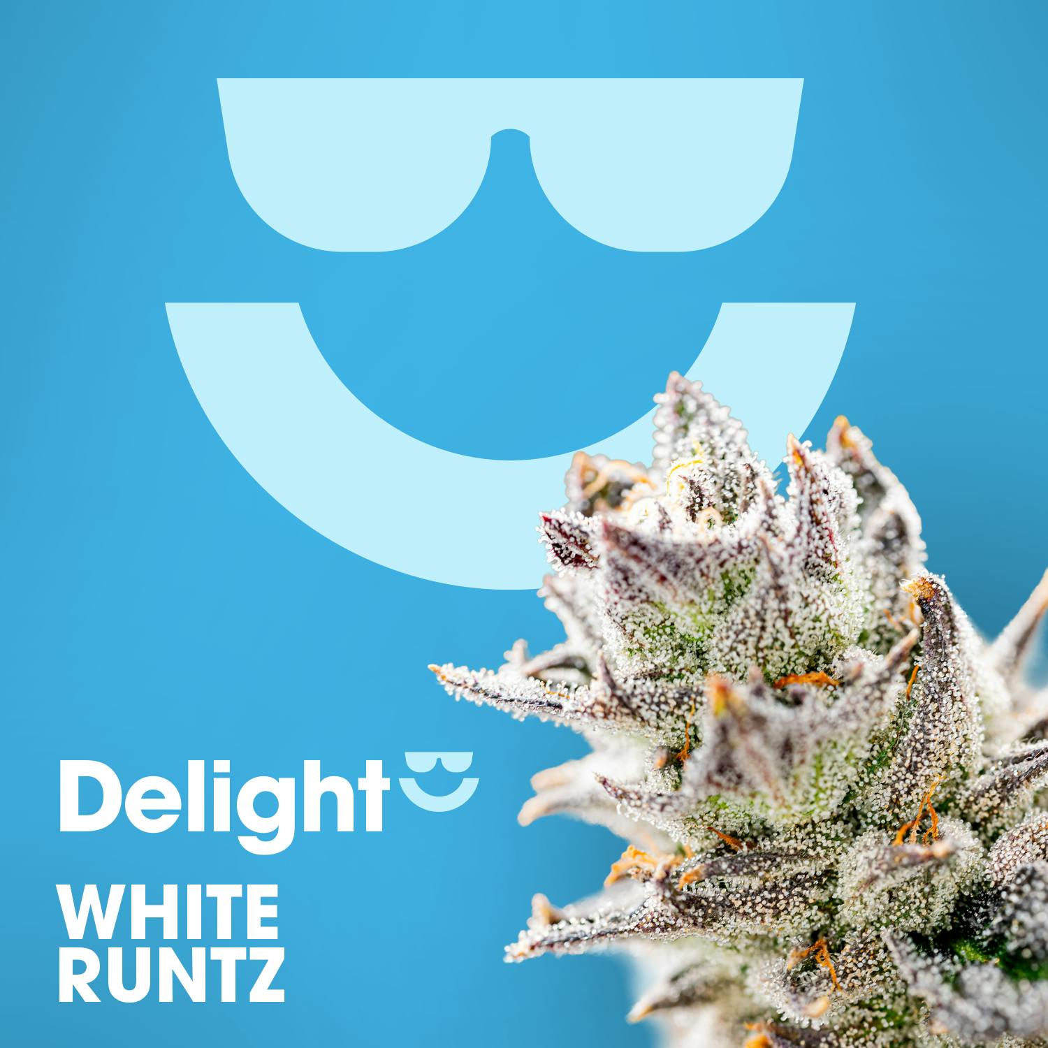 Delight White Runtz