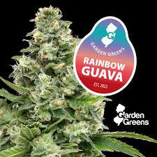 Rainbow Guava