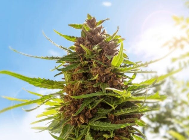 JOKERZ 31 | 3.5G PRE-PACK - 1/8oz in Grand Rapids