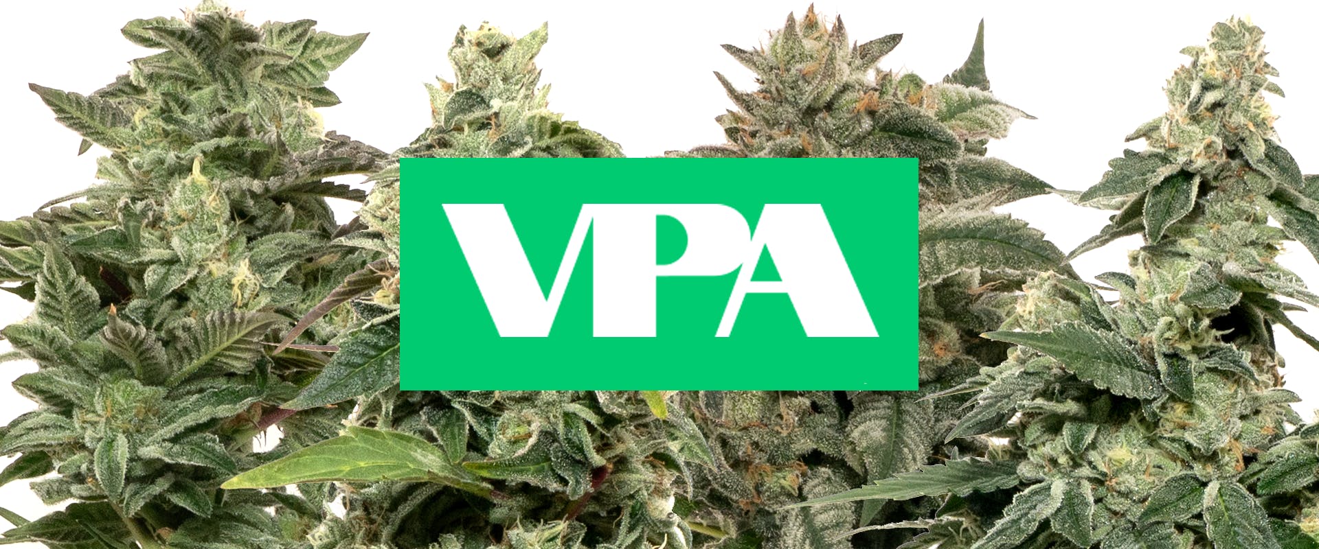 VPA HERO LOGO