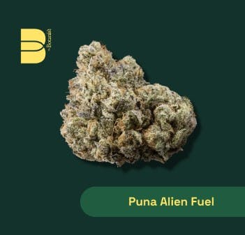 PUNA ALIEN FUEL | 3. FLOWER