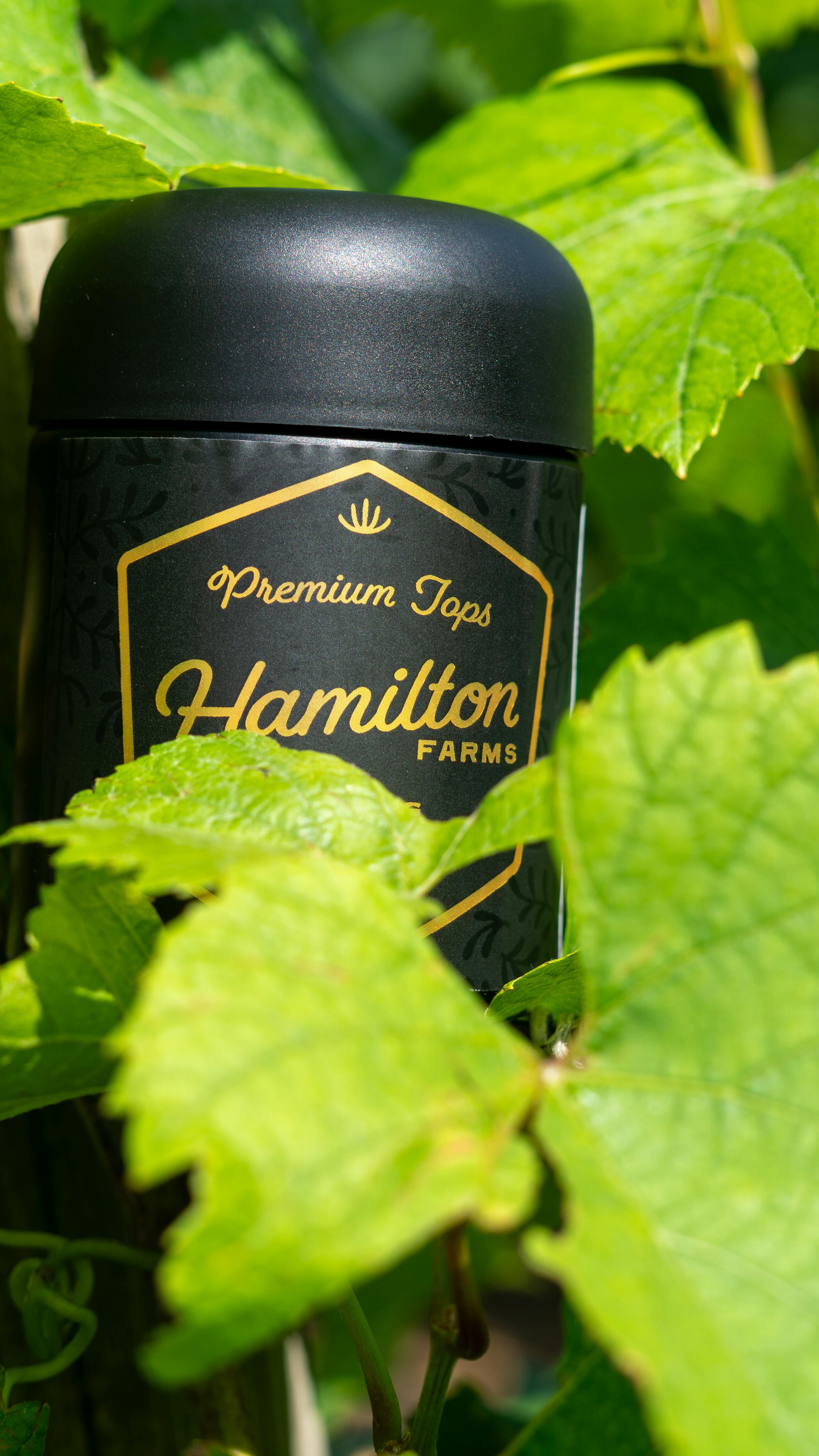 NIGHT CHARMER  FLOWER