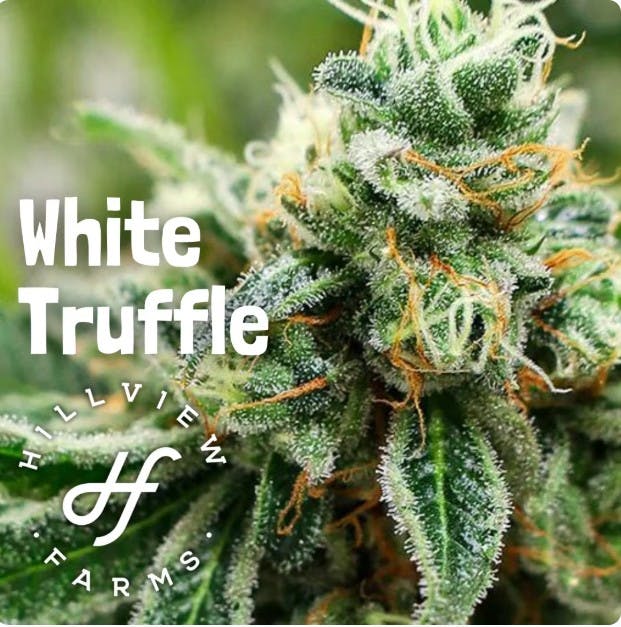 WHITE TRUFFLE | 3. FLOWER