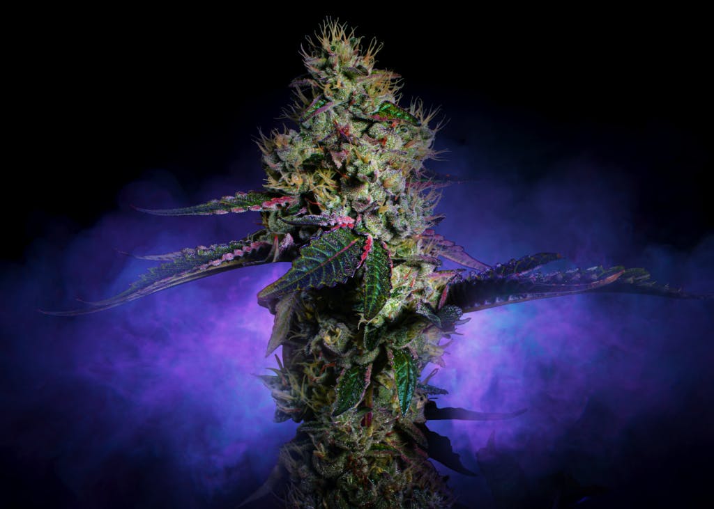Brownie Scout | 3.5G Flower