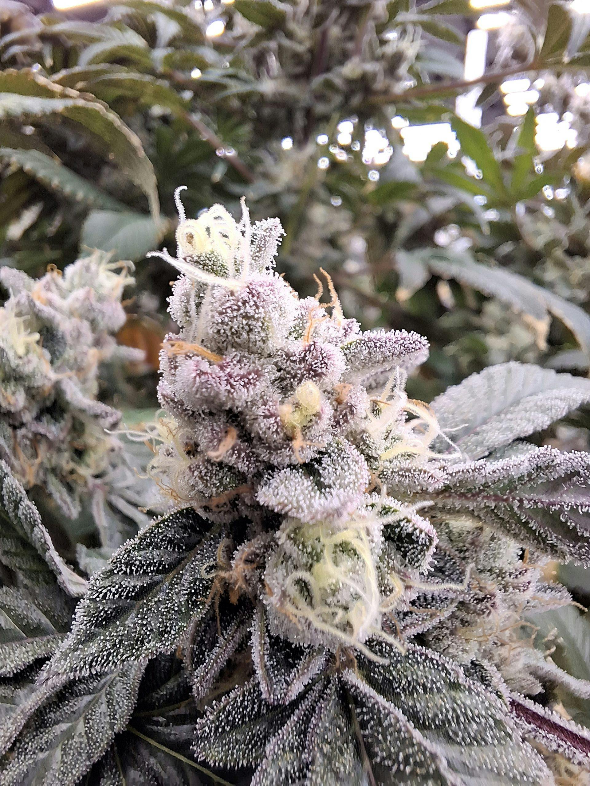 BICKETT OG | 3. PREMIUM FLOWER