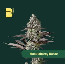 HUCKLEBERRY RUNTZ | 3. FLOWER