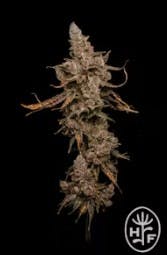 JUICY FRUIT 3. FLOWER