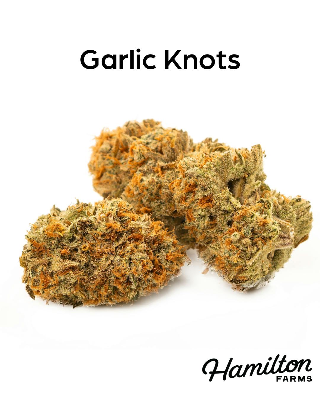 GARLIC KNOTS  FLOWER