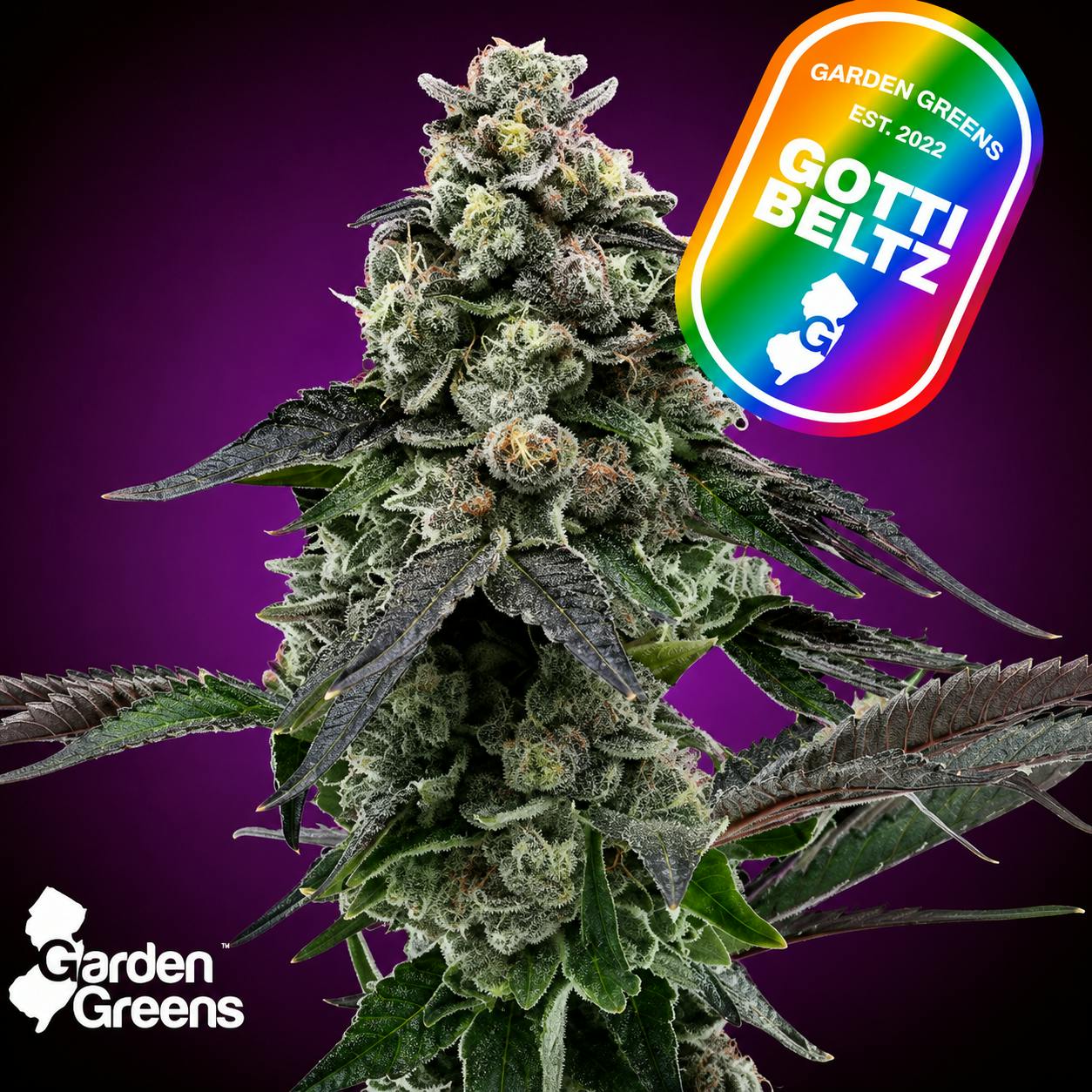 GOTTI BELTZ | 3.5G FLOWER