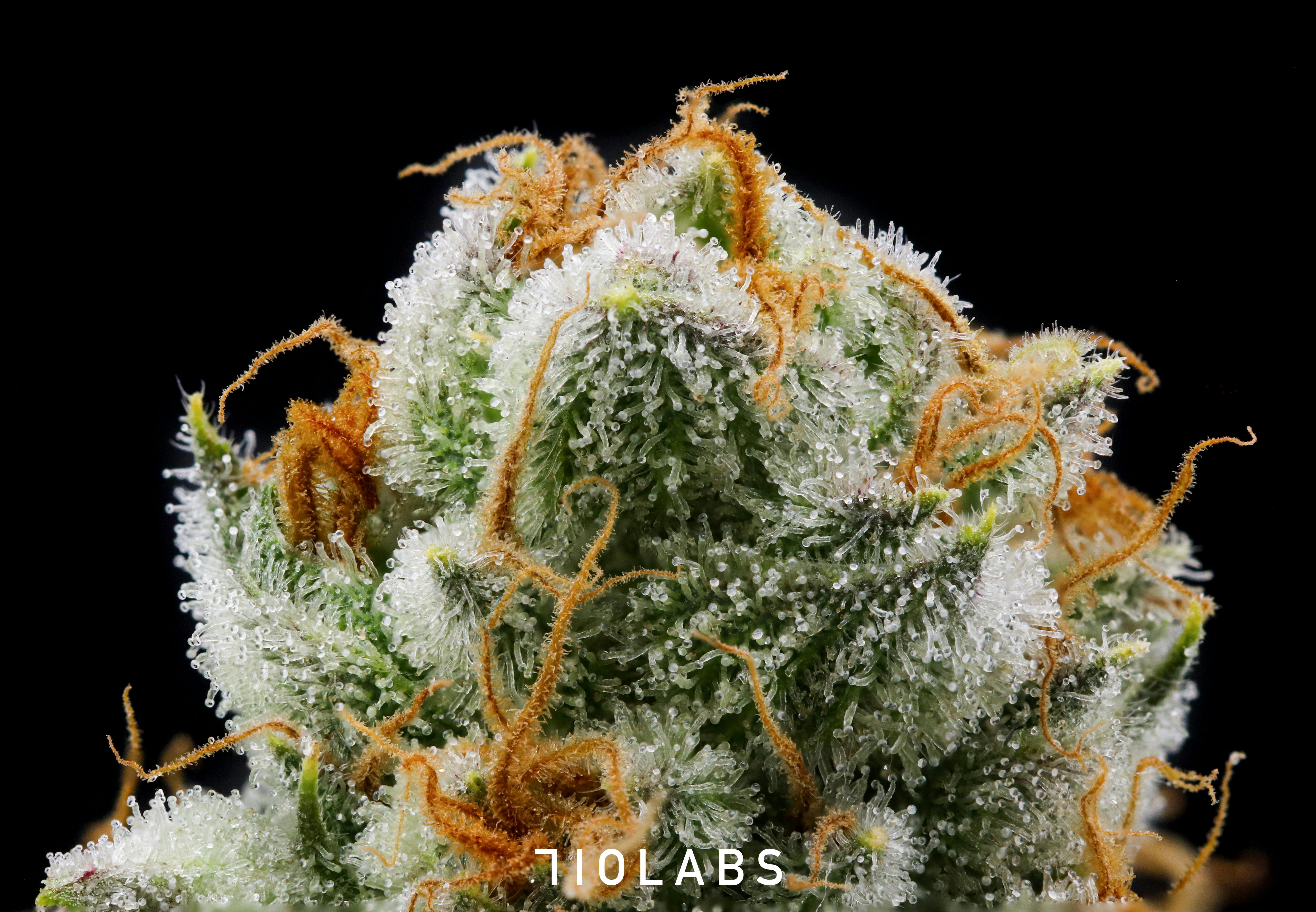 Lemon Tart Pucker #1 - 3.5g Flower