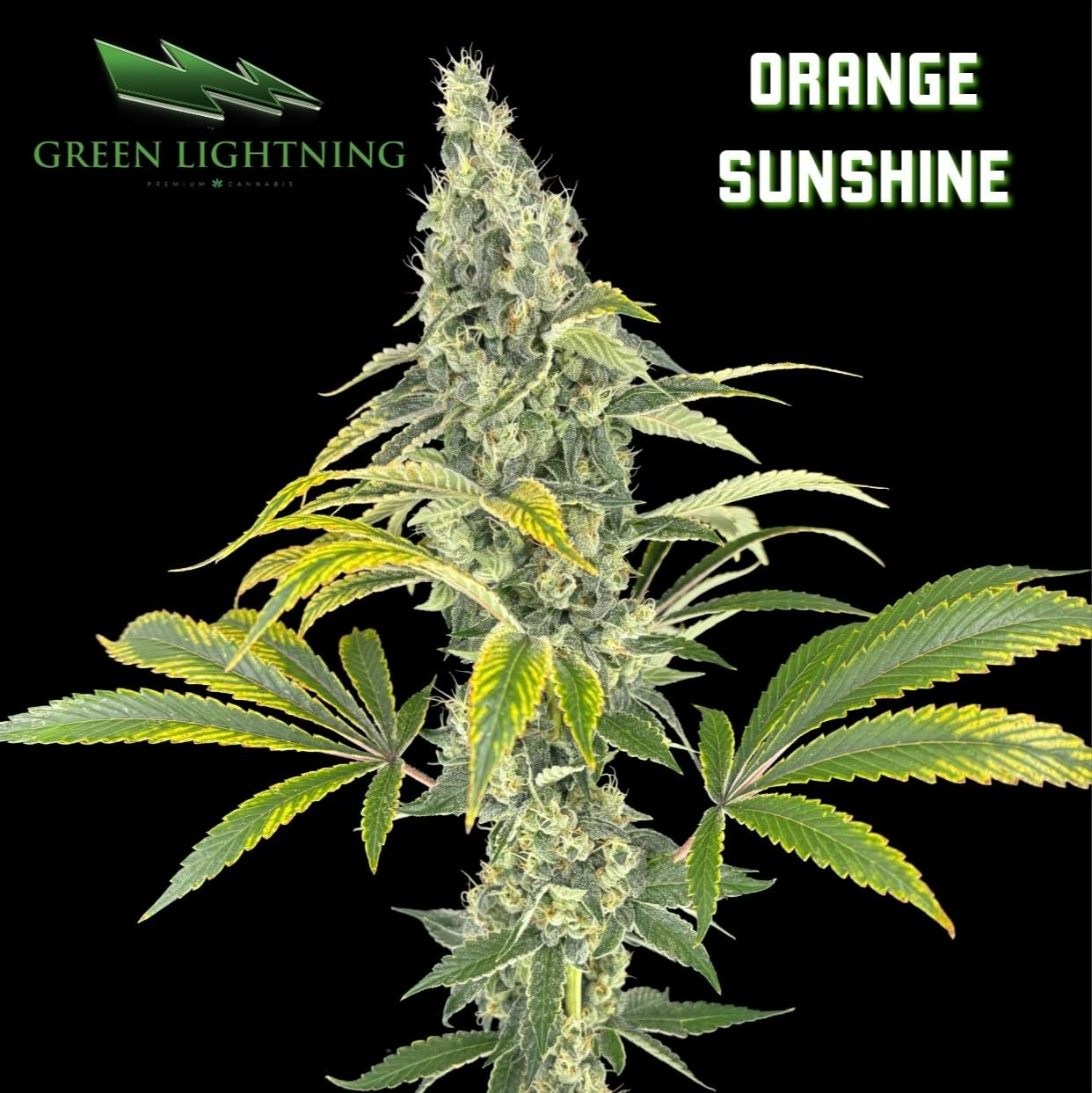 Green Lightning Orange Sunshine Flower 3.5G