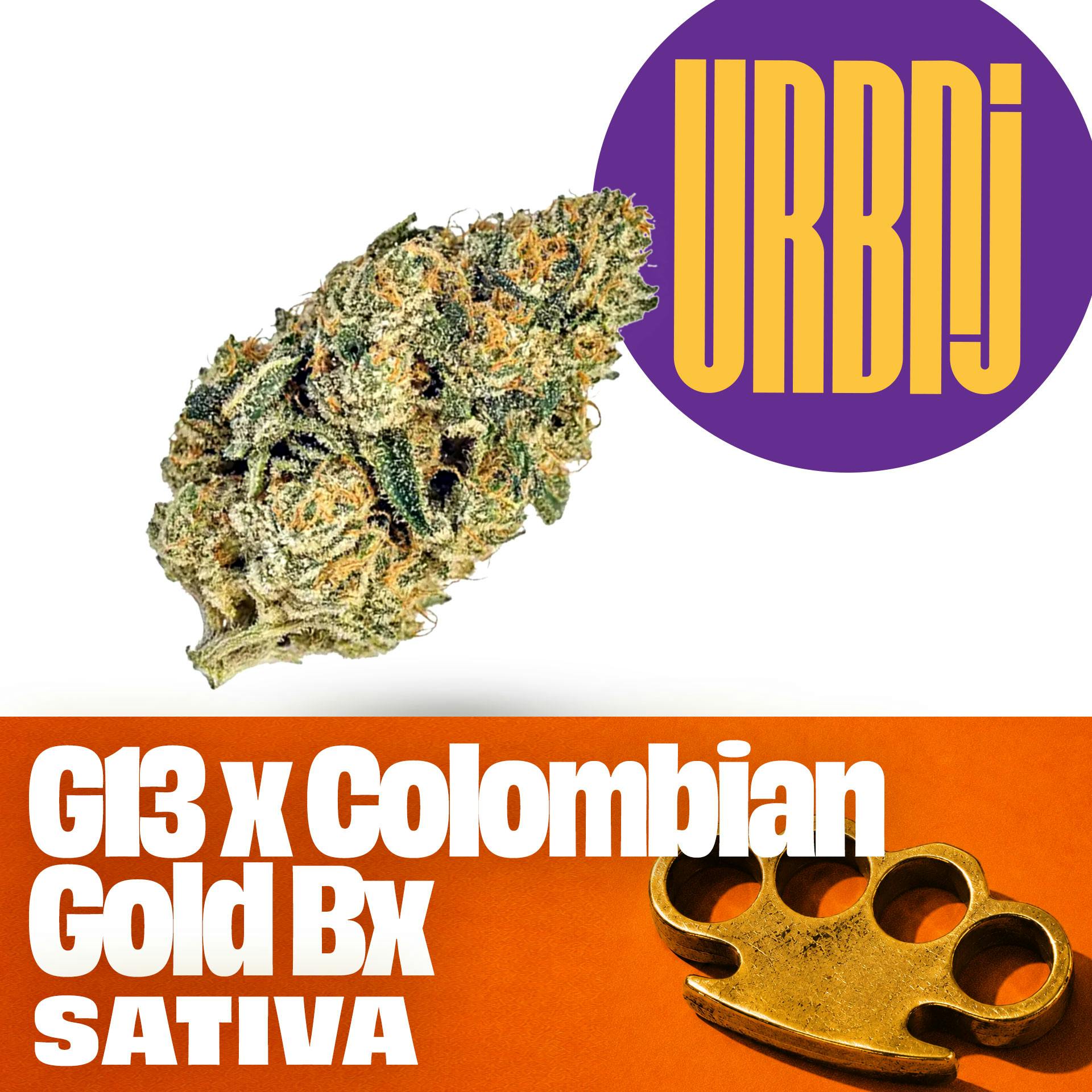 URBNJ G13 X Columbian Gold Bx1 Flower 28G - 1oz in Penns Grove
