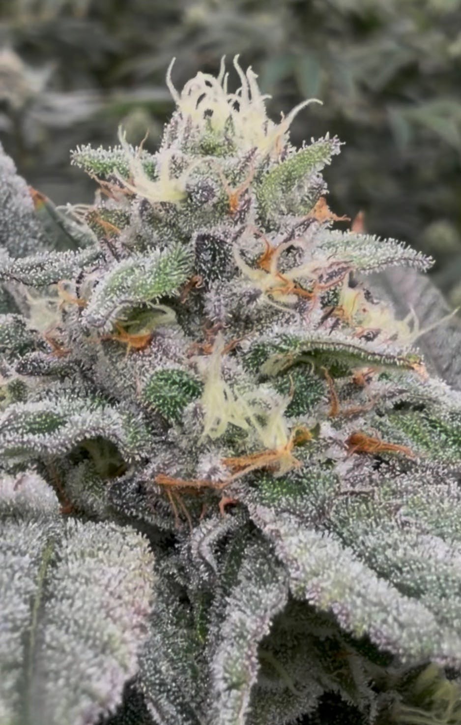 Parks Grove E85 Flower 3.5G