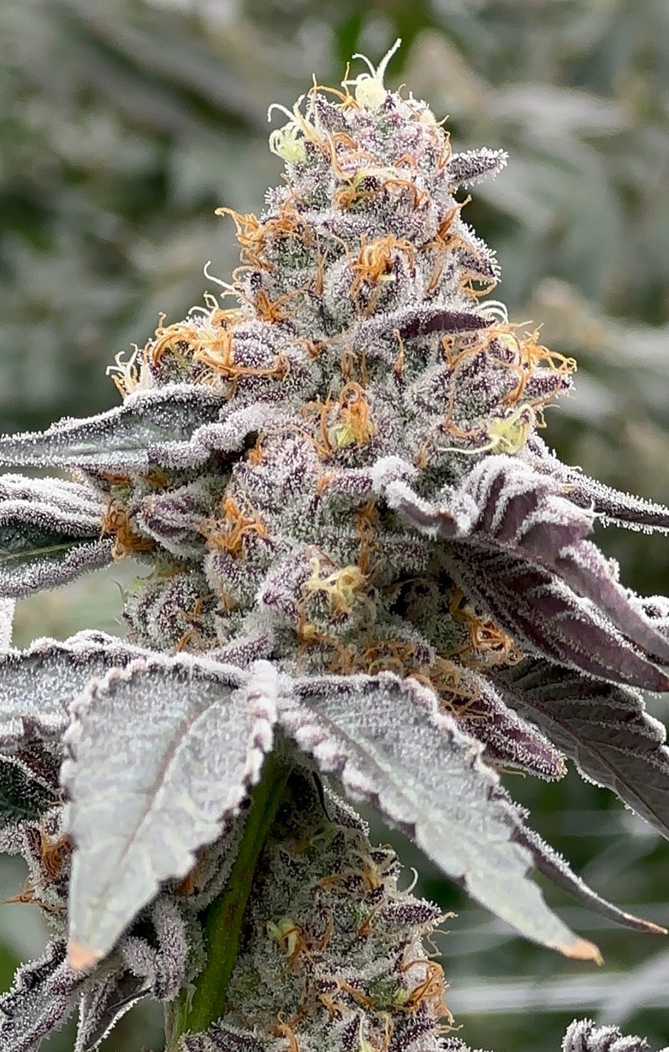 2024883014413667 48c36358 1d16 4074 B8e5 Aea80f397714