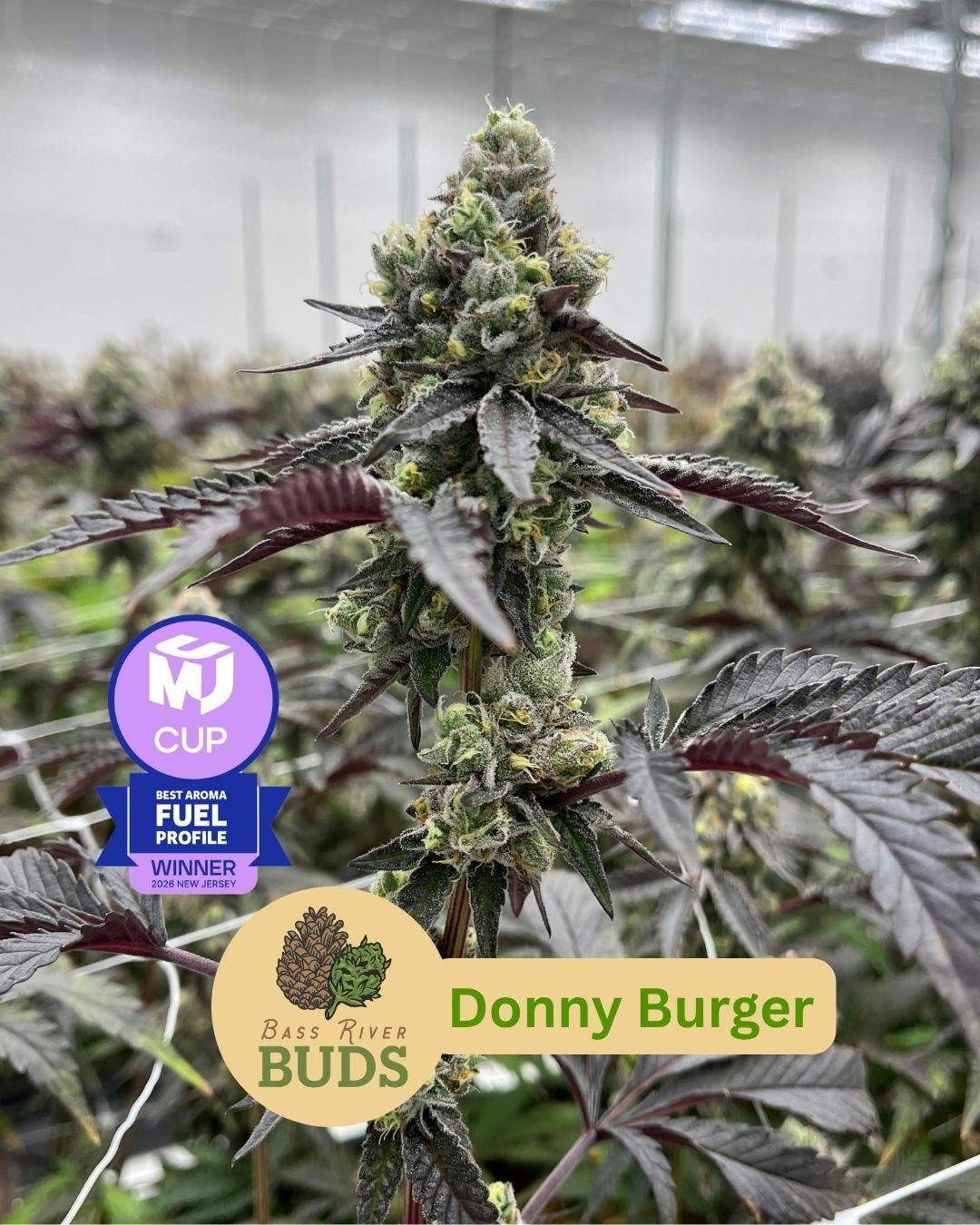 Bass River Buds Donny Burger Flower 3.5G