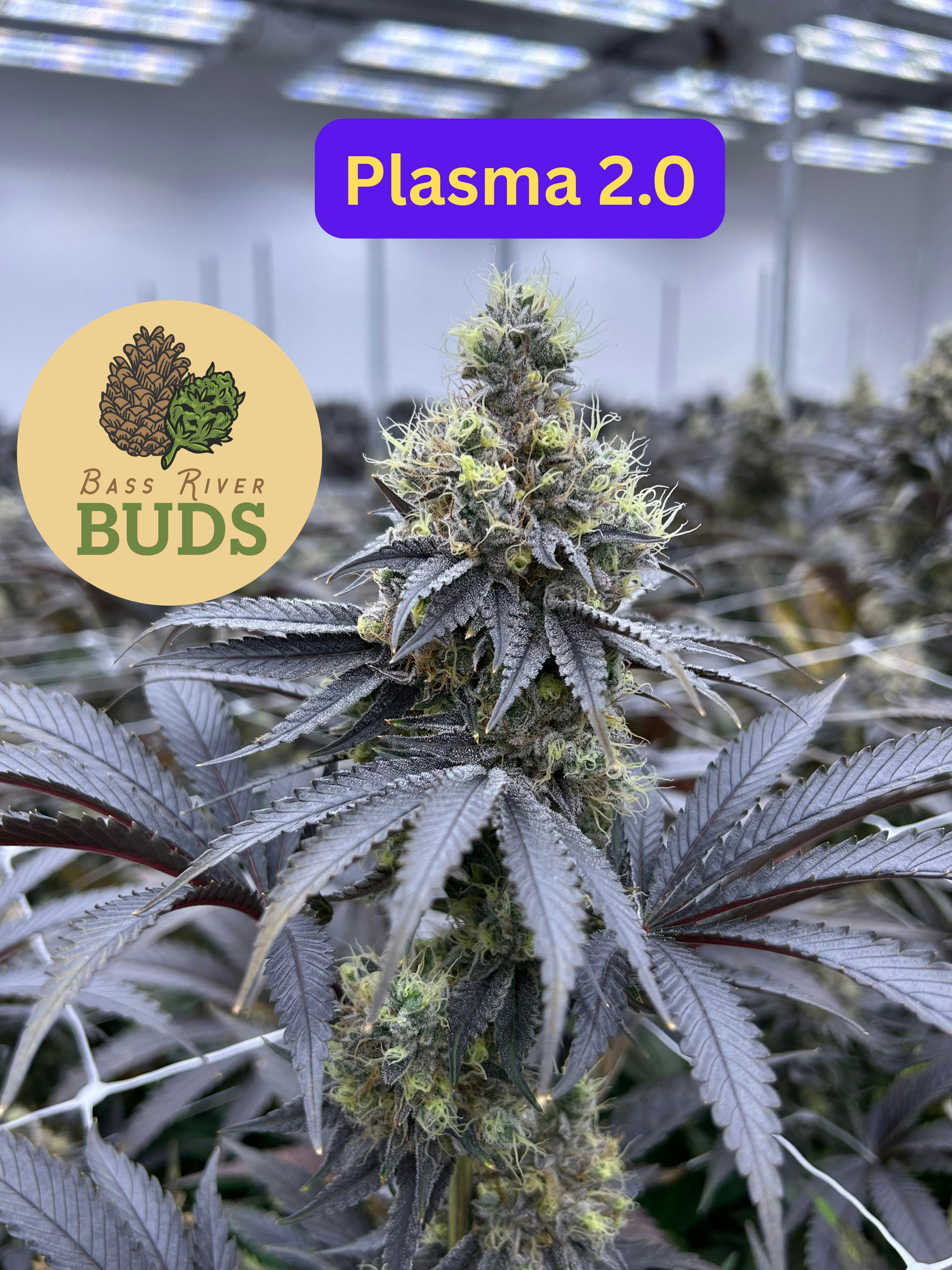 Bass River Buds Plasma Flower 3.5G