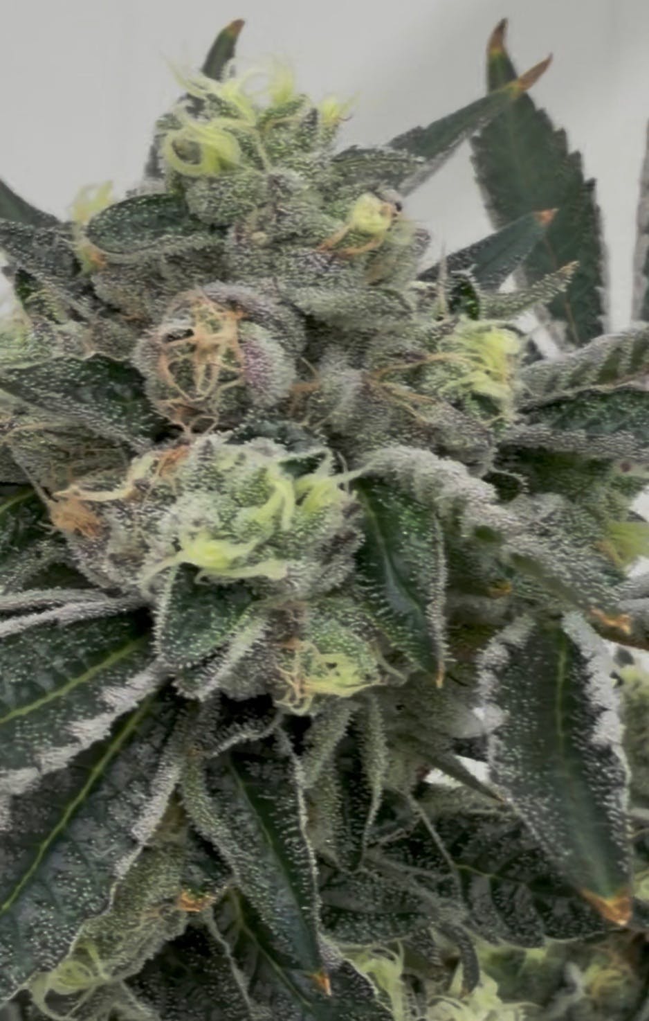 Parks Grove Gorilla Titties Flower 7G