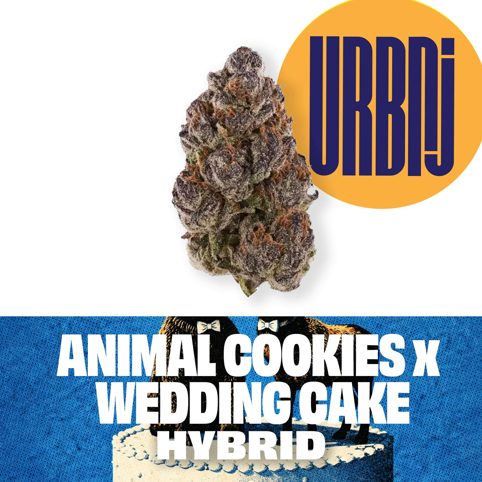 URBNJ ANIMAL COOKIES X WEDDING CAKE FLOWER - 14 G