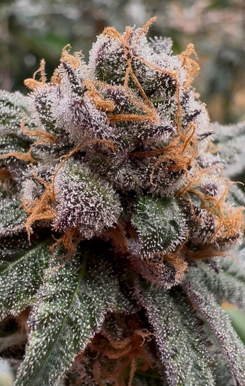 2024883014413667 78ed4229 456f 4cdb B933 482ceb54790f