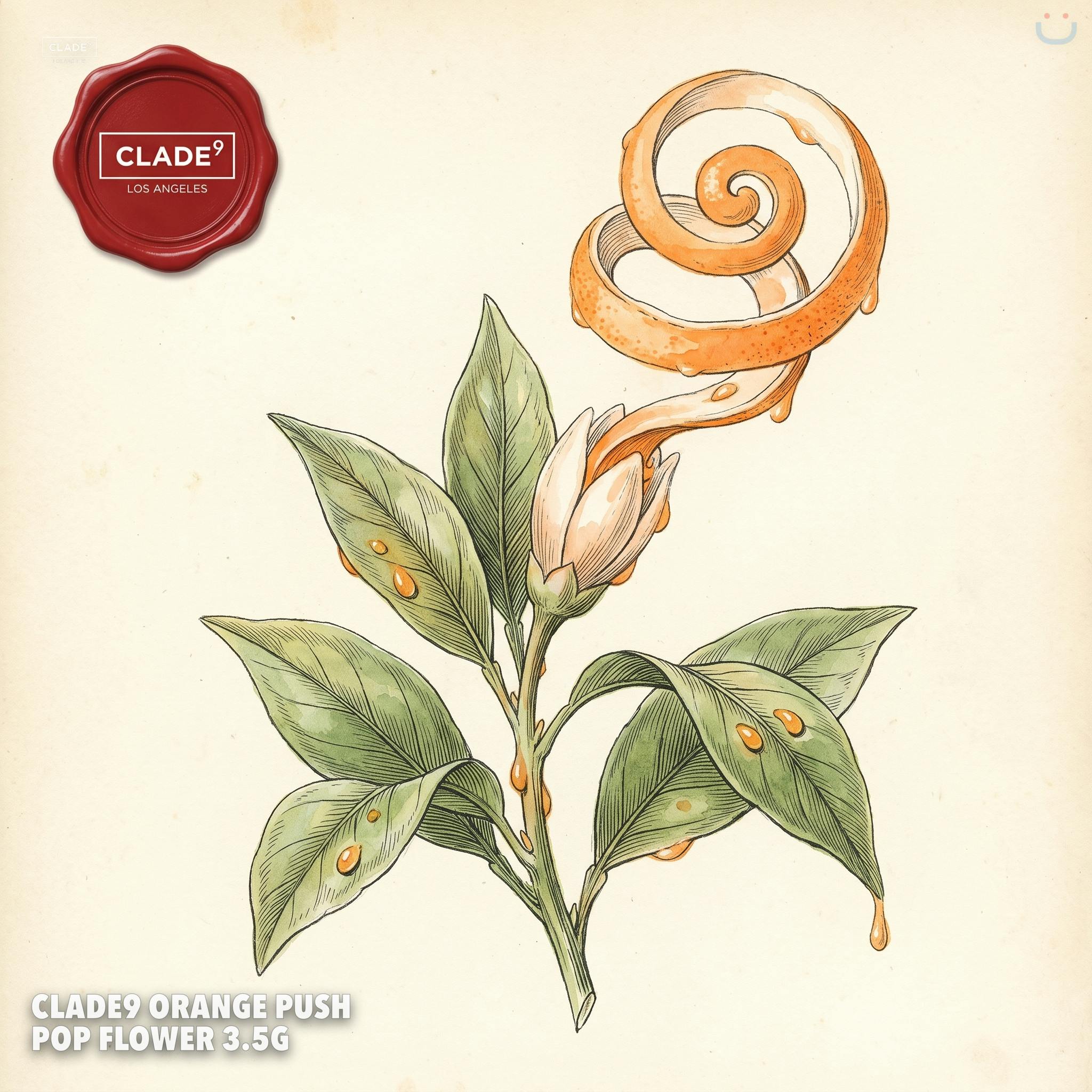 Clade9 Orange Push Pop Flower 3.5G