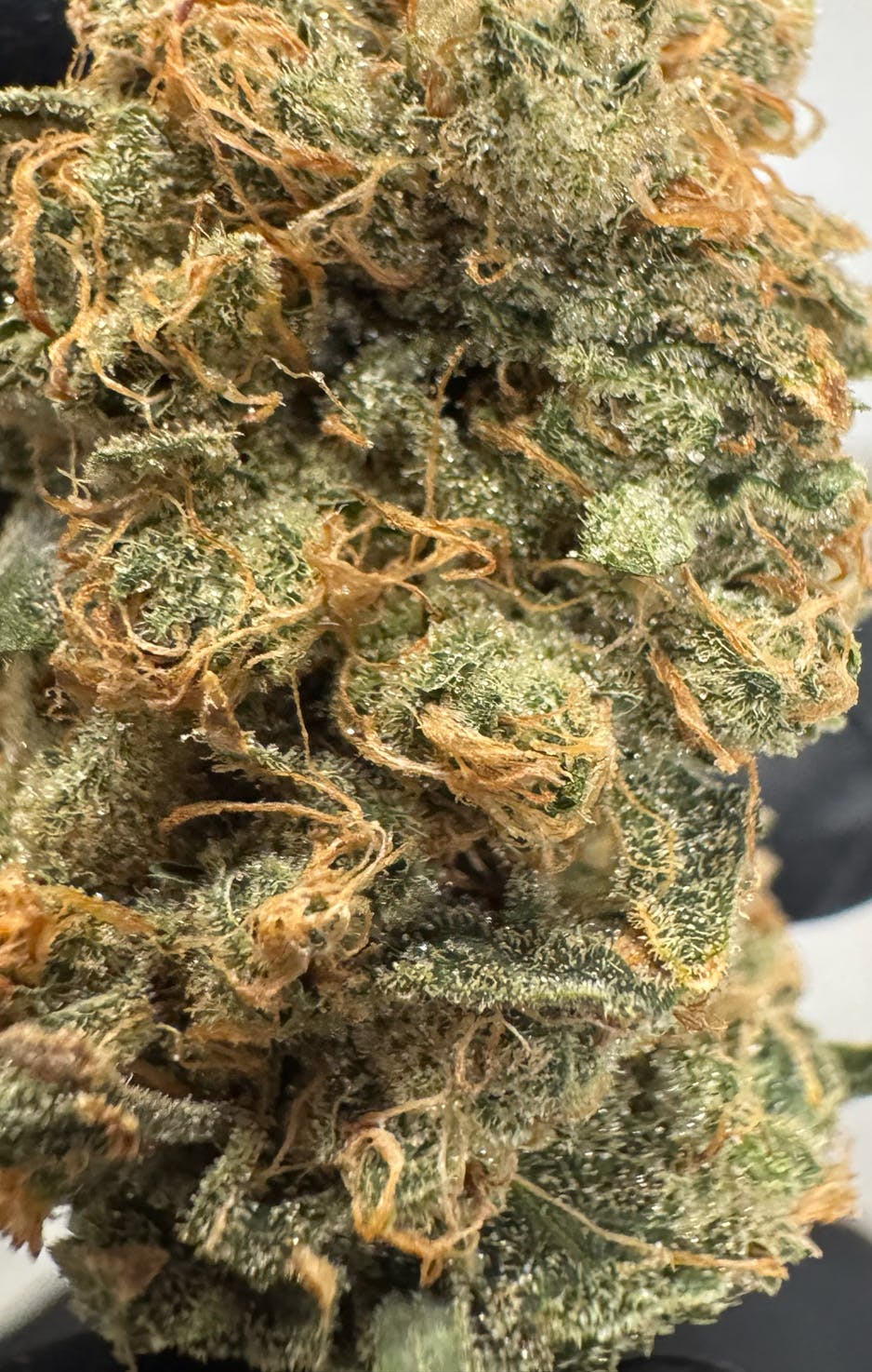 Parks Grove Super Lemon Haze Flower 3.5G