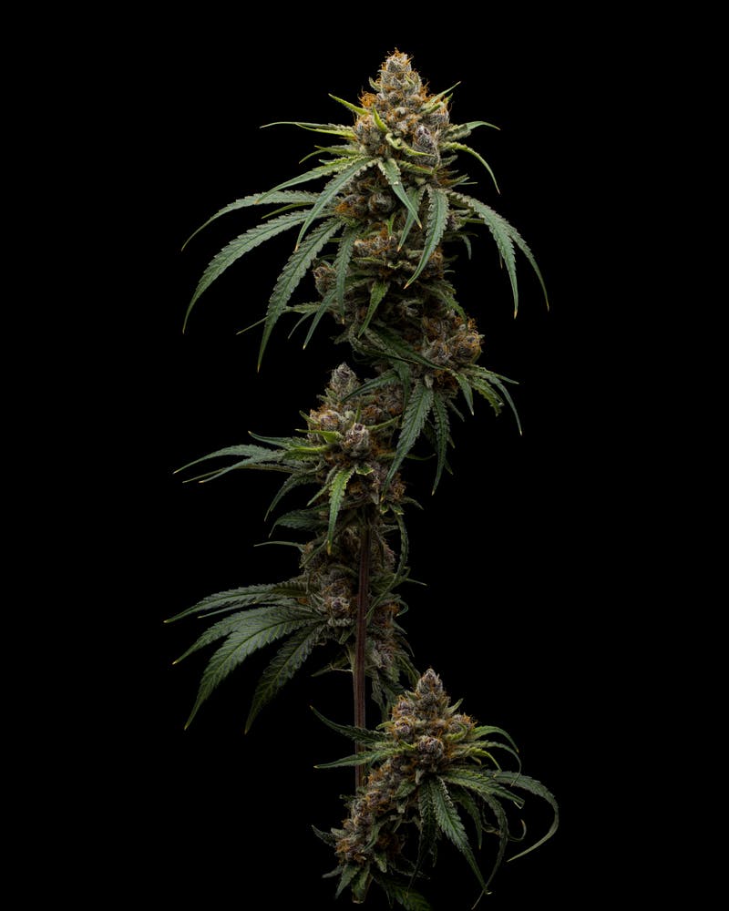 2024883014413667 8c75e053 403d 4ade Bfb4 069b9db9dbd0