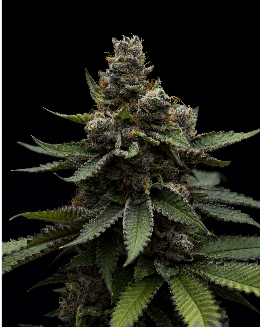 2024883014413667 92c15b99 B1f0 4674 Bd3d E8777780e1e7