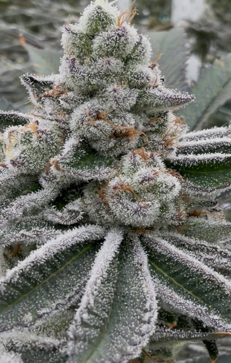 Parks Grove Animal Tsunami Flower 3.5G