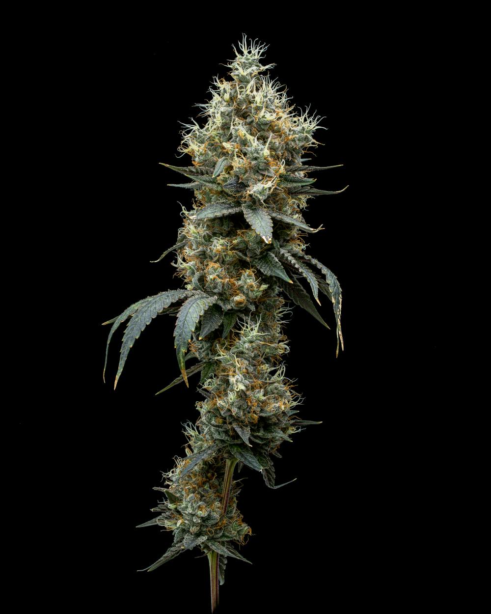 2024883014413667 9ba5238b 81ea 4a09 8f8f 9c8f24d06d71