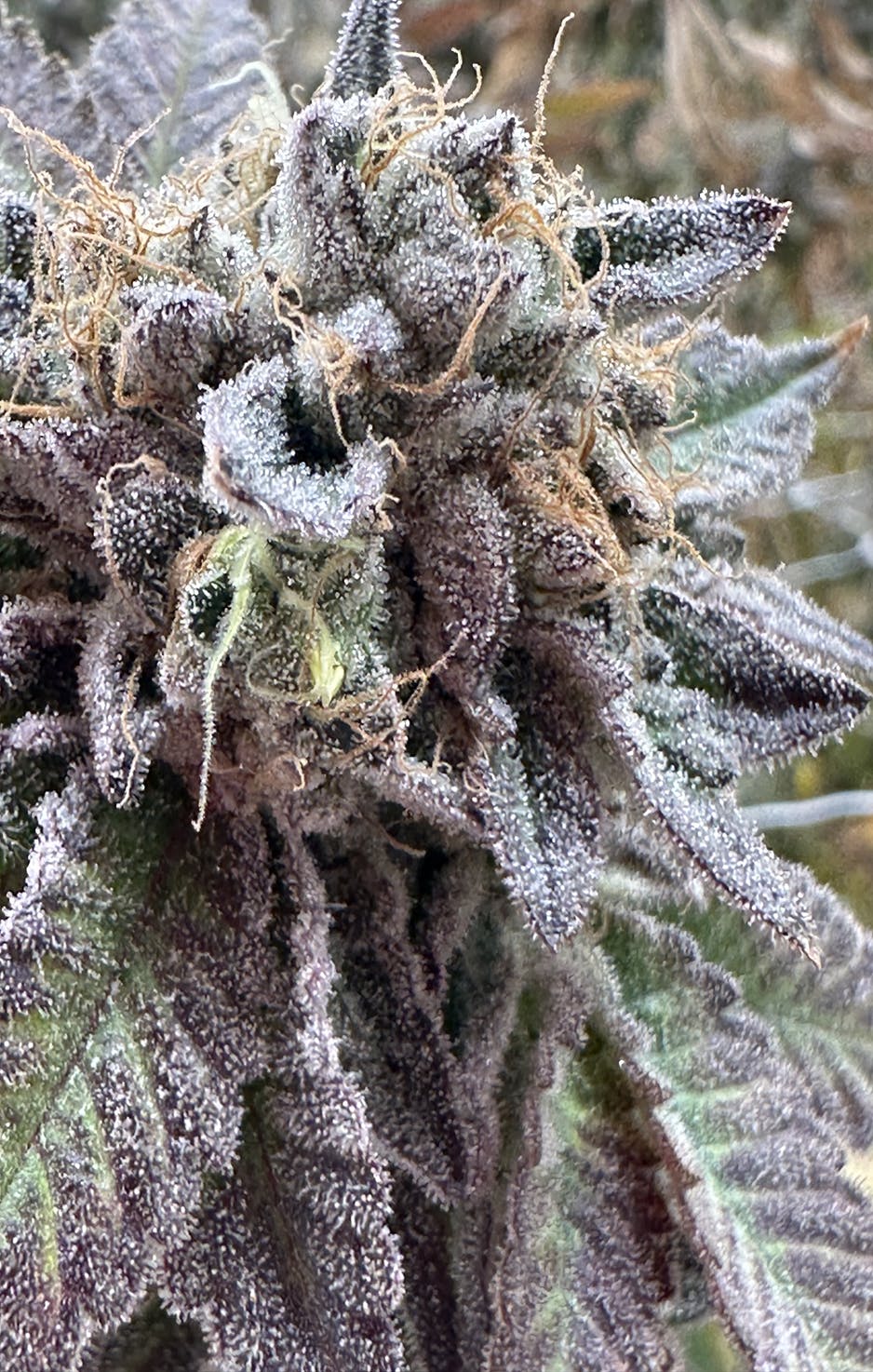 2024883014413667 A9f05bd7 Ef75 4448 956c 2e259697ec6b