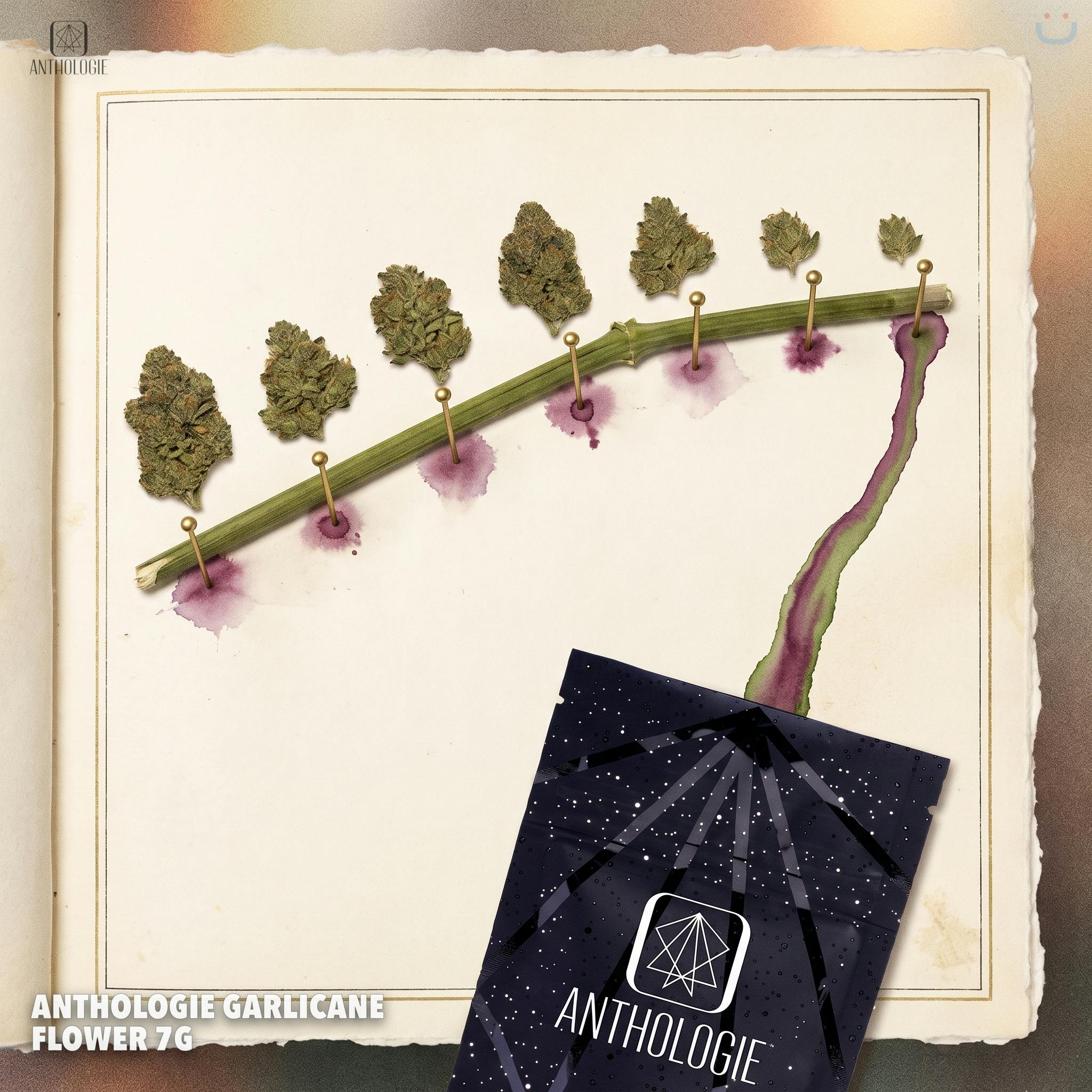 Anthologie Garlicane Flower 7G
