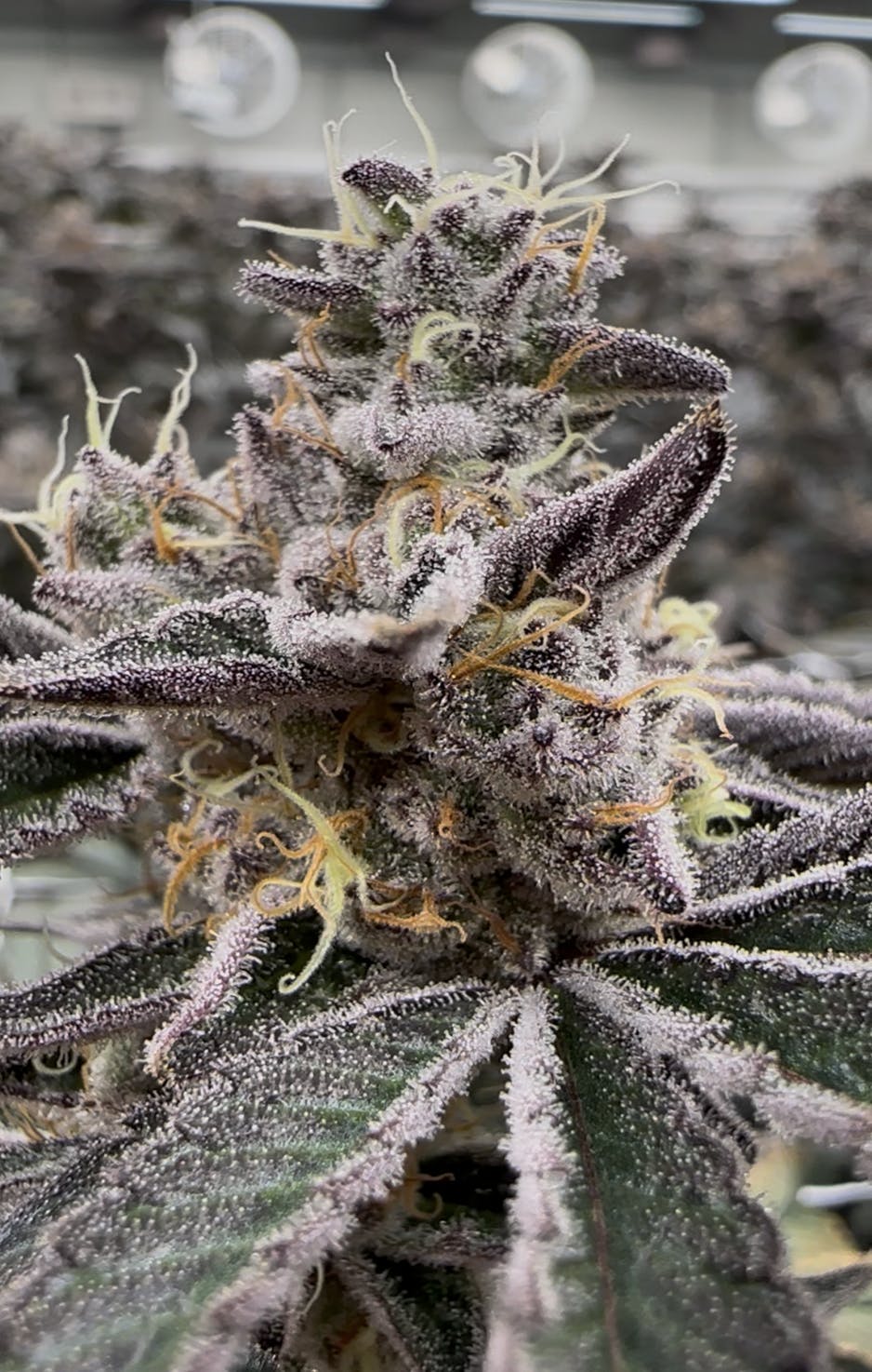 2024883014413667 C19a6465 28ff 4223 84e2 0f96c36e7131