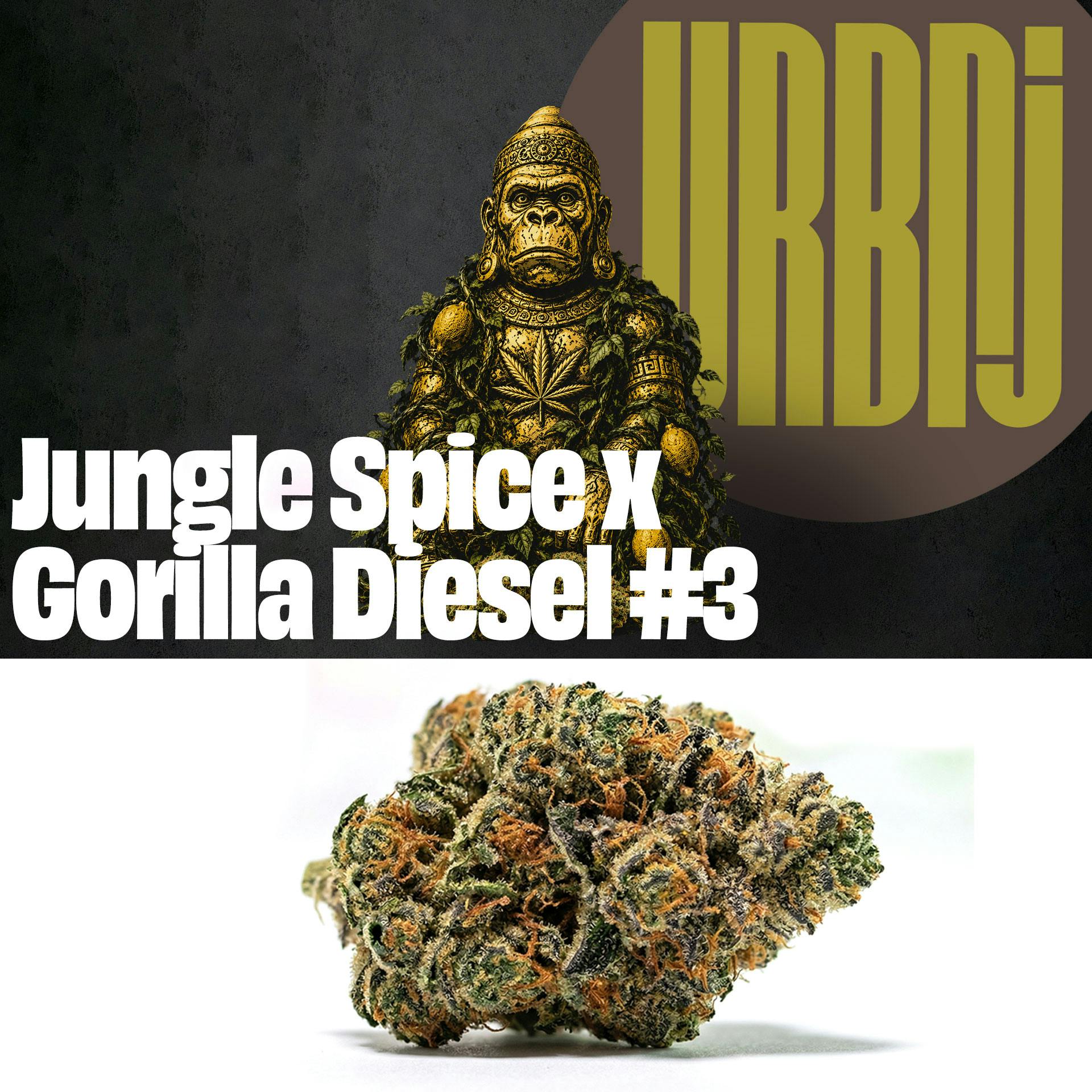 URBNJ JUNGLE SPICE X GORILLA DIESEL #3 FLOWER - 28 G