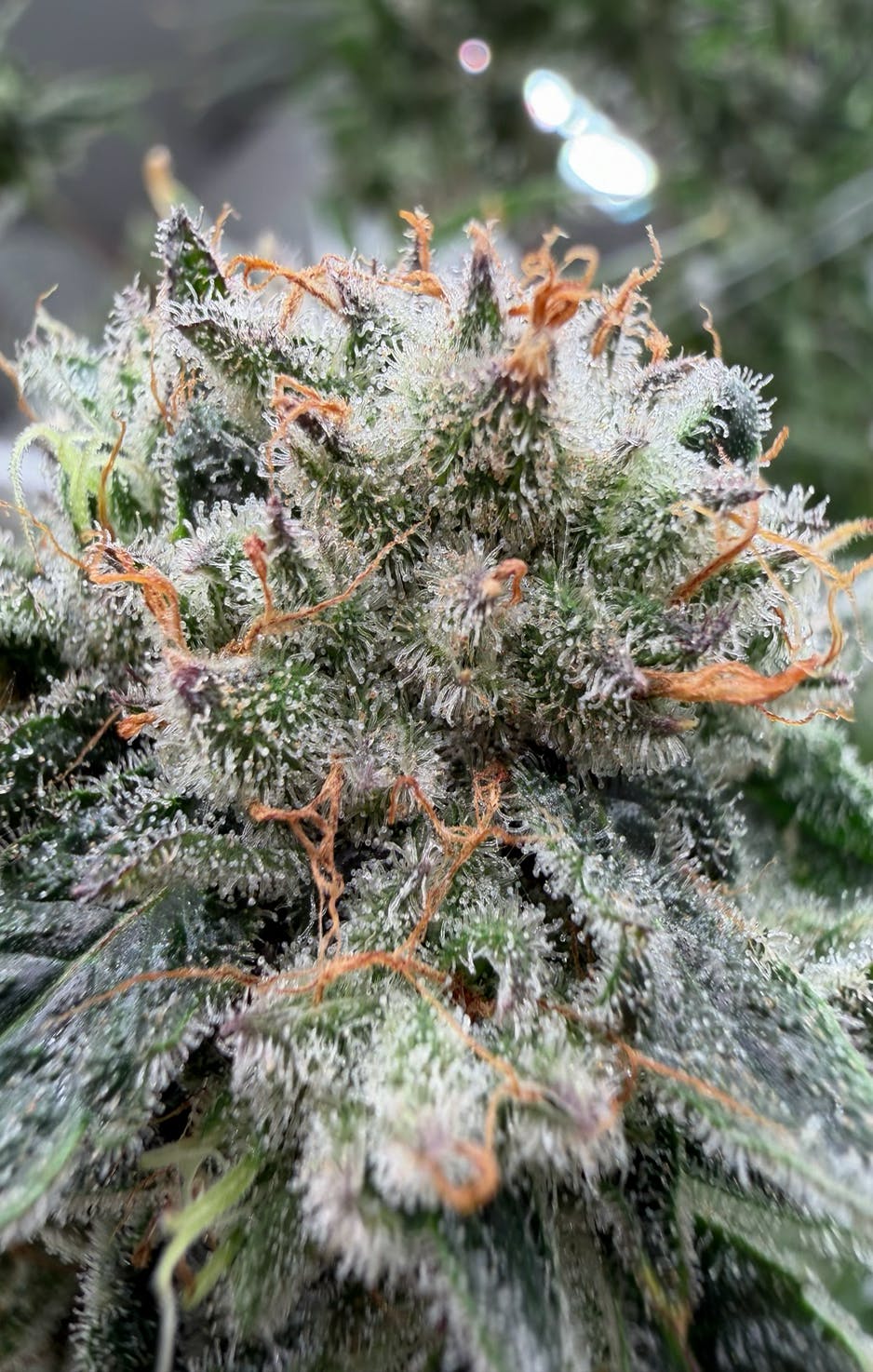 Parks Grove Honey Berry Flower 3.5G
