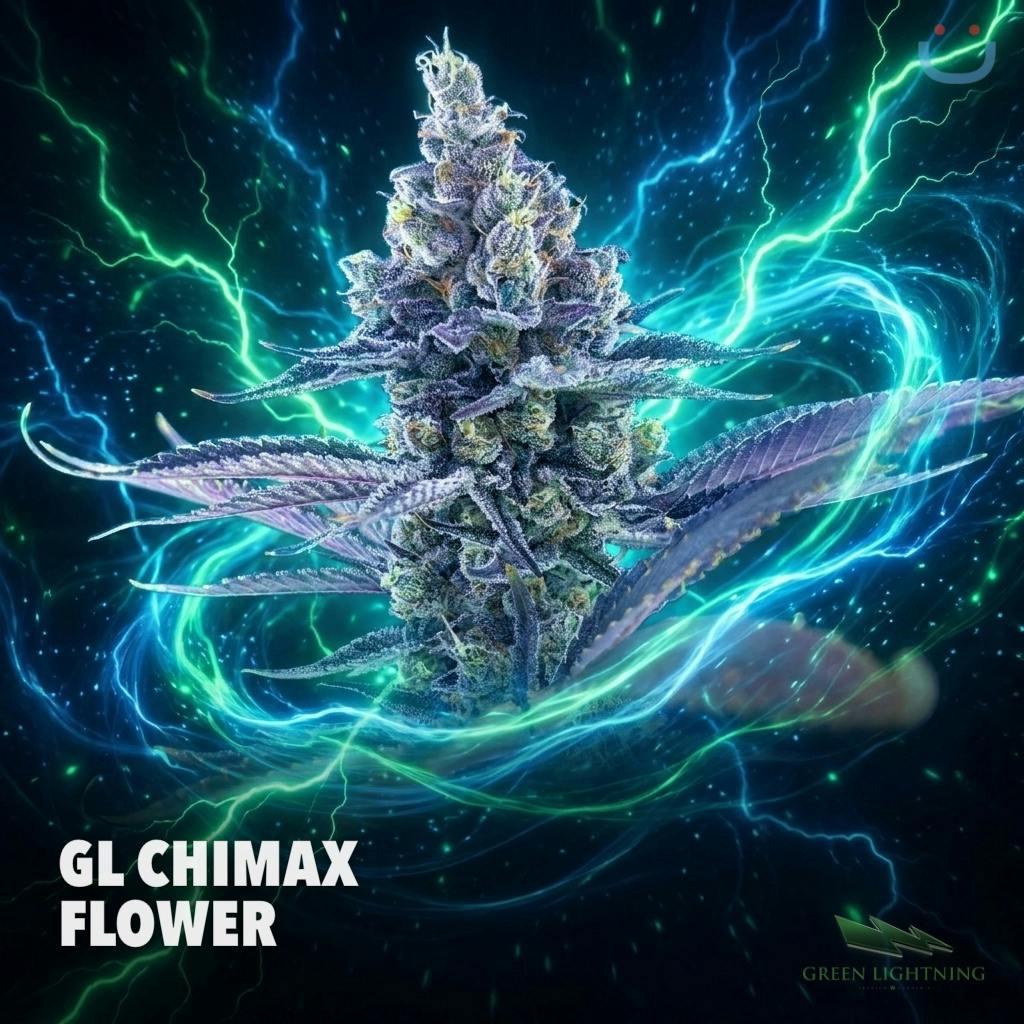 GREEN LIGHTNING GL Chimax Flower