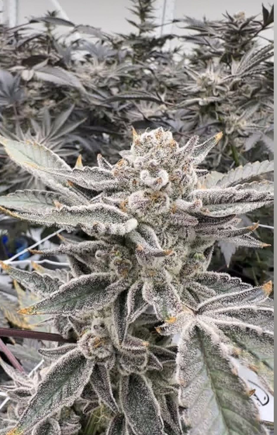 2024883014413667 Ebeb242b Fc45 4e9d 9ae5 C020a1e1746d