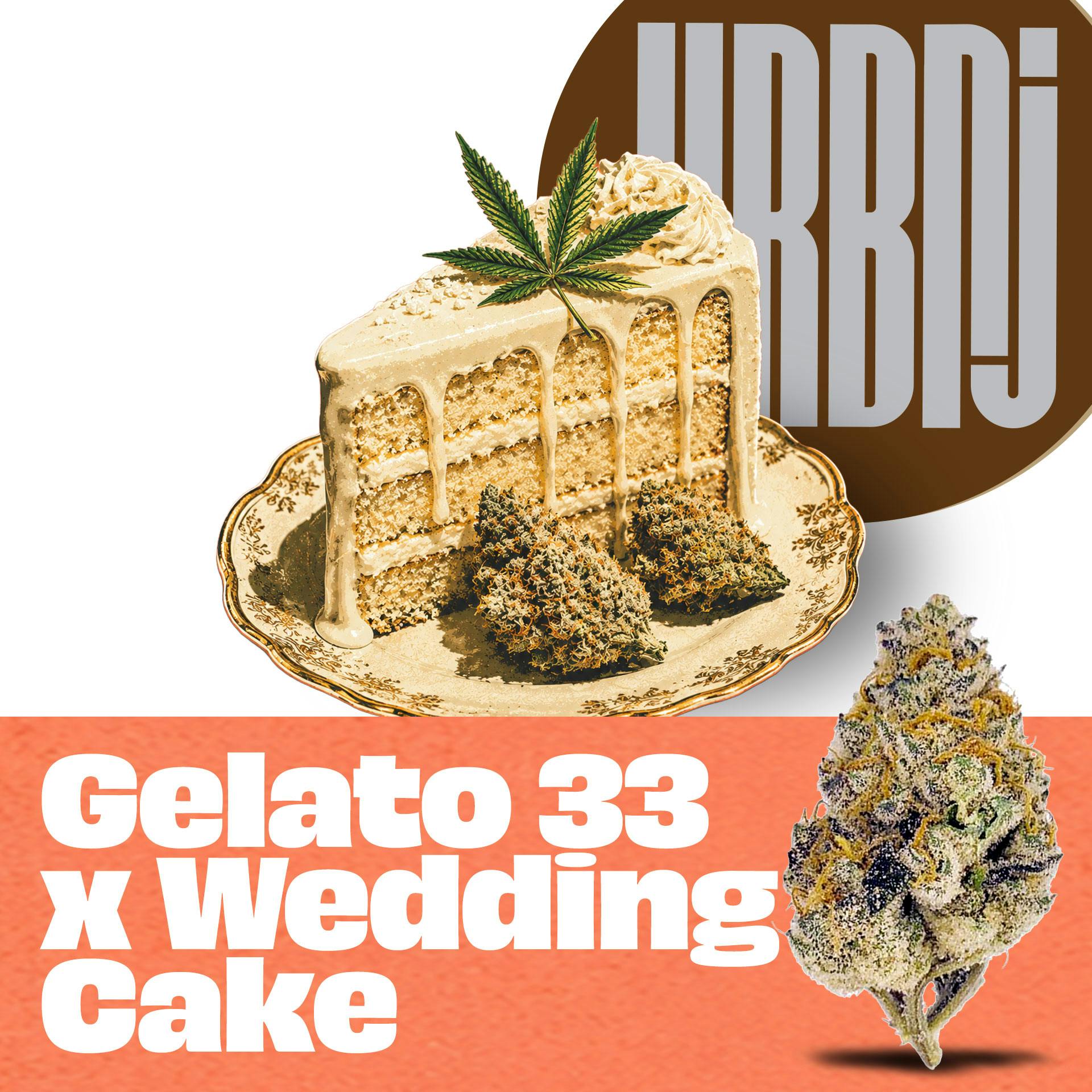 URBNJ GELATO 33 X WEDDING CAKE FLOWER - 28 G