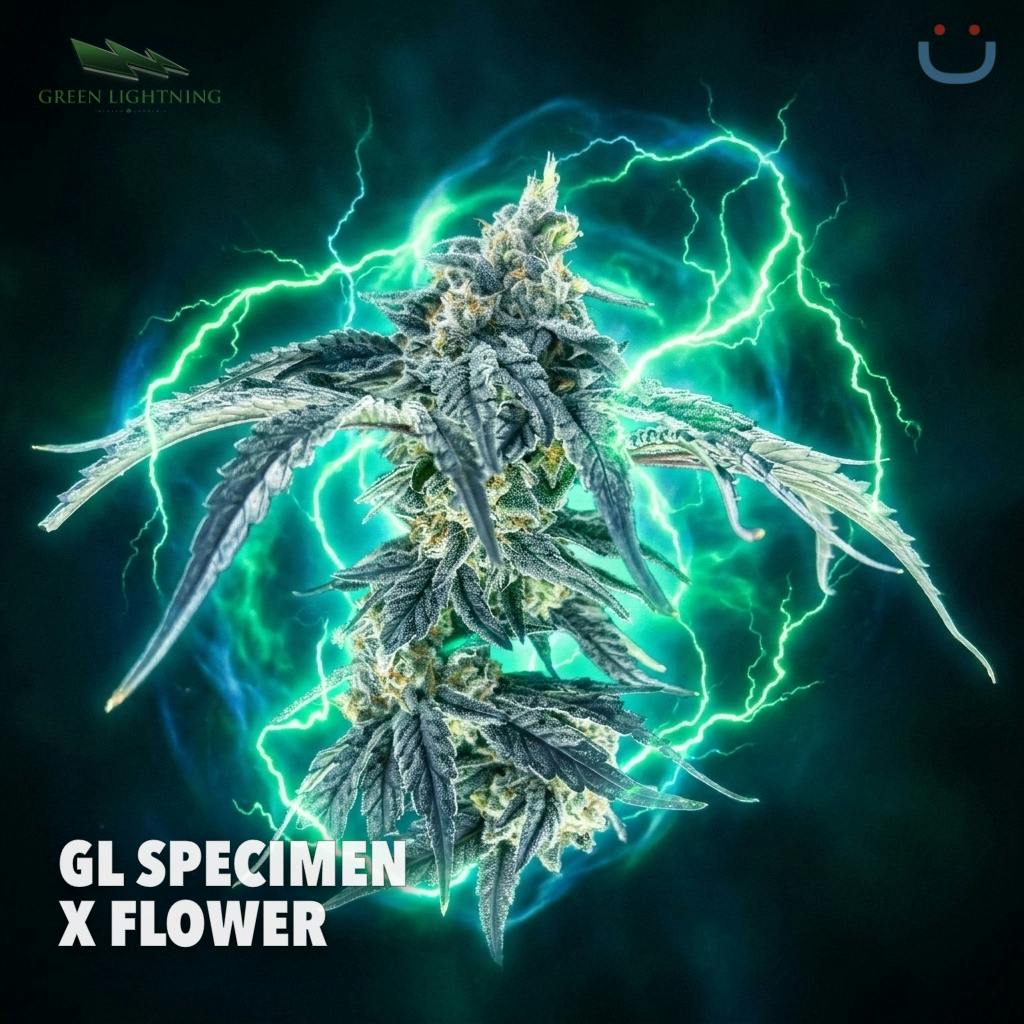 GREEN LIGHTNING GL Specimen X (3.5g) Flower