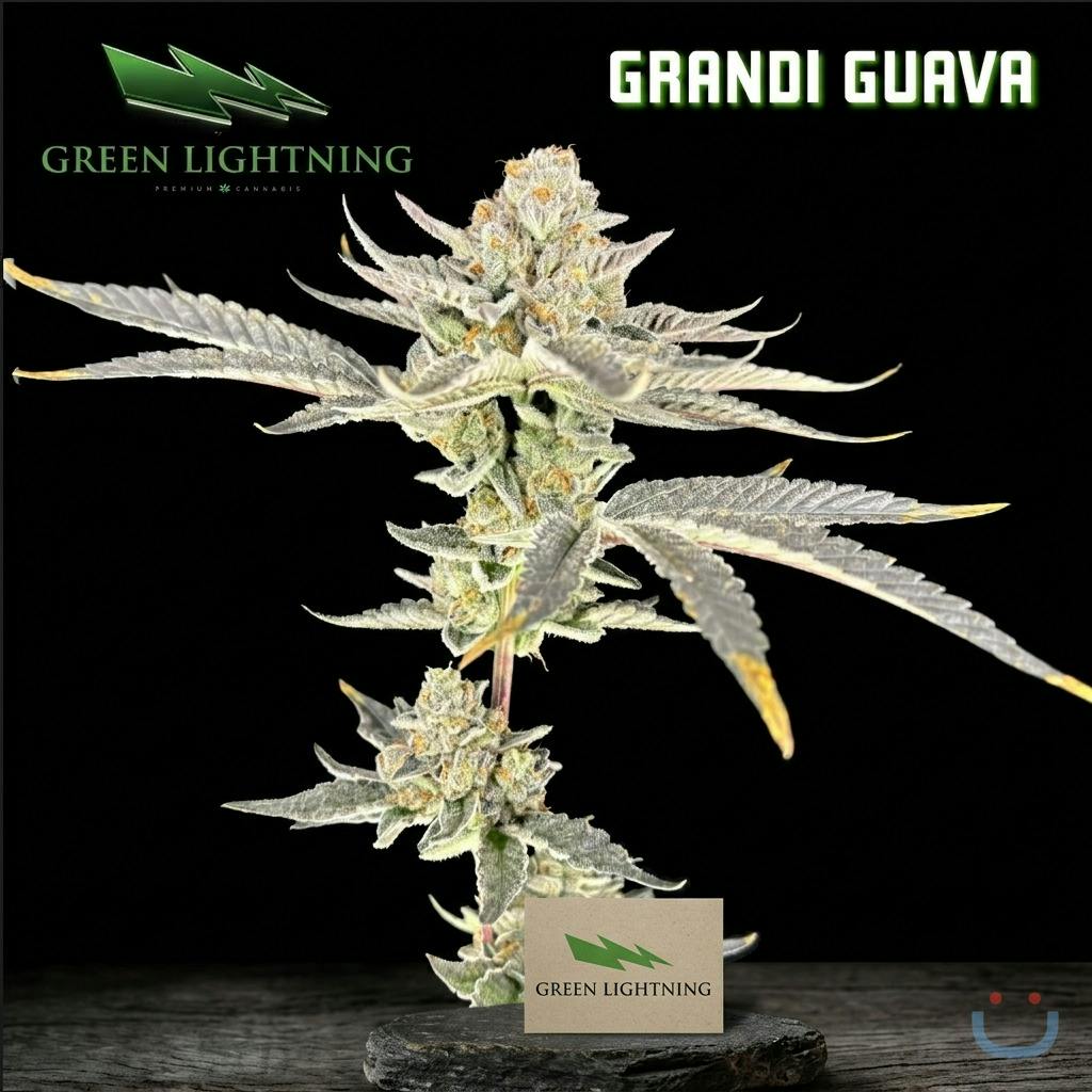 Green Lightning Grandi Guava Flower 7G