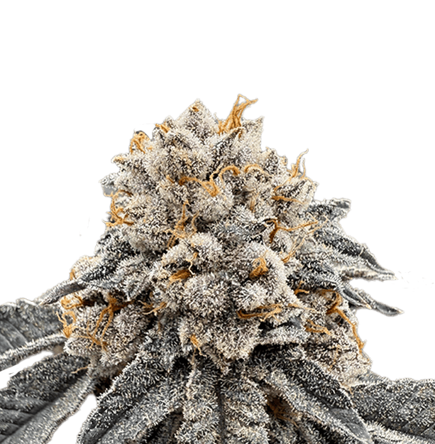 LEMON RUNTZ | FLOWER - 3.5 G