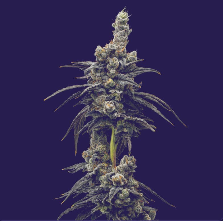 ナーバナページ ZUBAI | 1G - 1g | Flower | FULL TILT | at Nirvana Dispensary - Buy