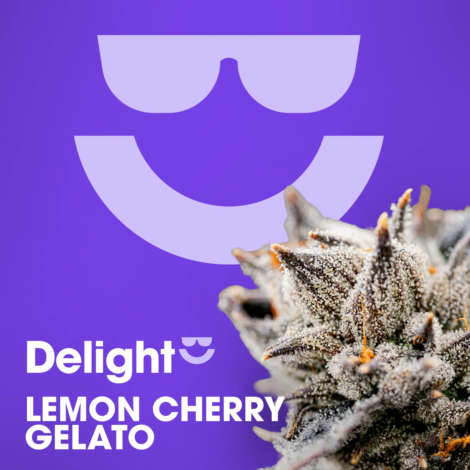 LEMON CHERRY GELATO | 3.5G - 3.5g | Flower | DELIGHT | at Nirvana