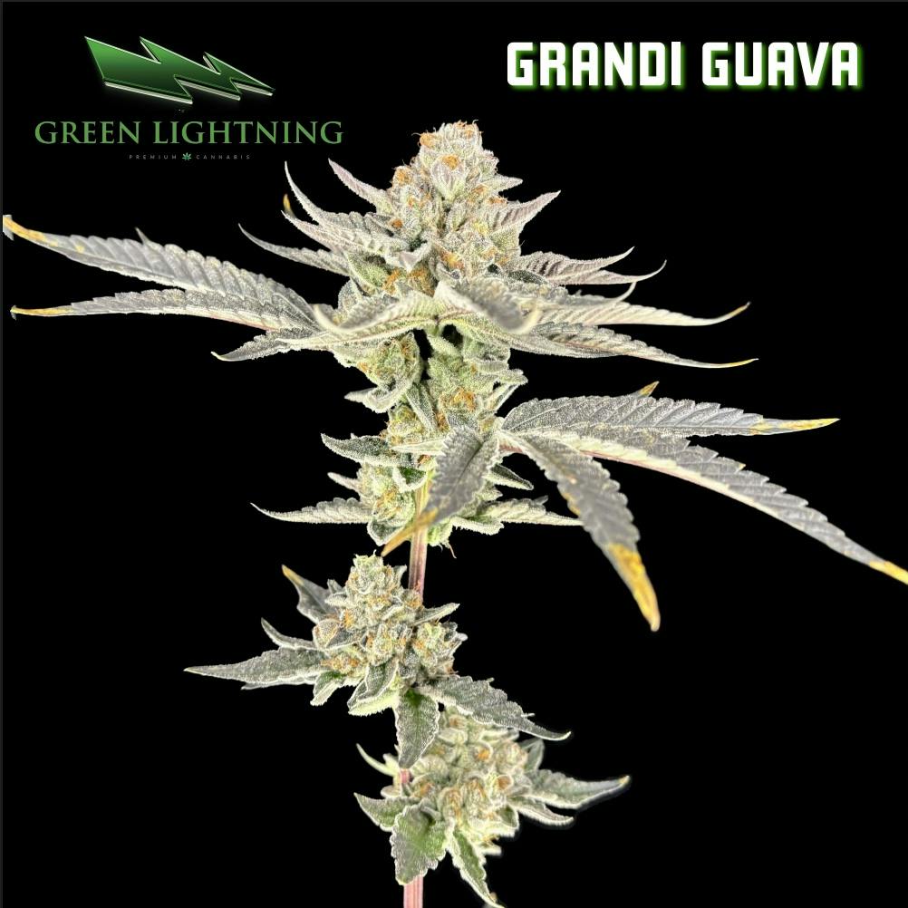Grandi Guava | 3.5g