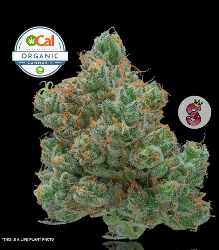 Durban Poison