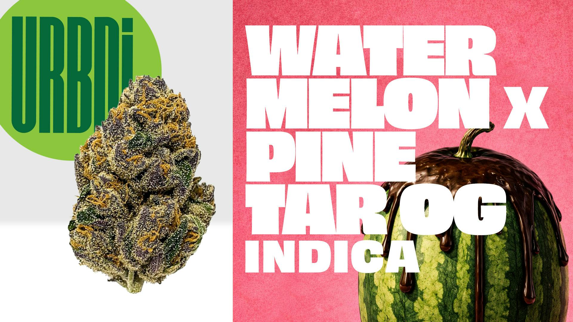 Watermelon X Pine Tar | 7g Flower